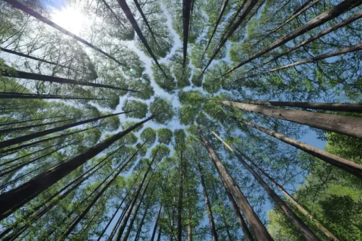 Metsämikrobi huulivoide - Forest Kiss